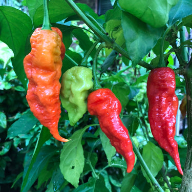 Fresh Bhut Jolokia Ghost Peppers